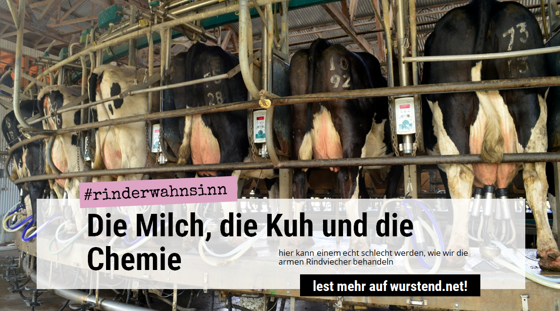 rinderwahnsinn-titel-2 milchkühe in der melkmaschine