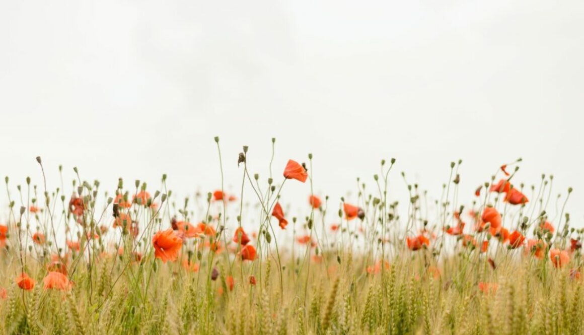 Mohn im Kornfeld Biodiversität