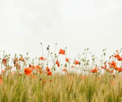 Mohn im Kornfeld Biodiversität