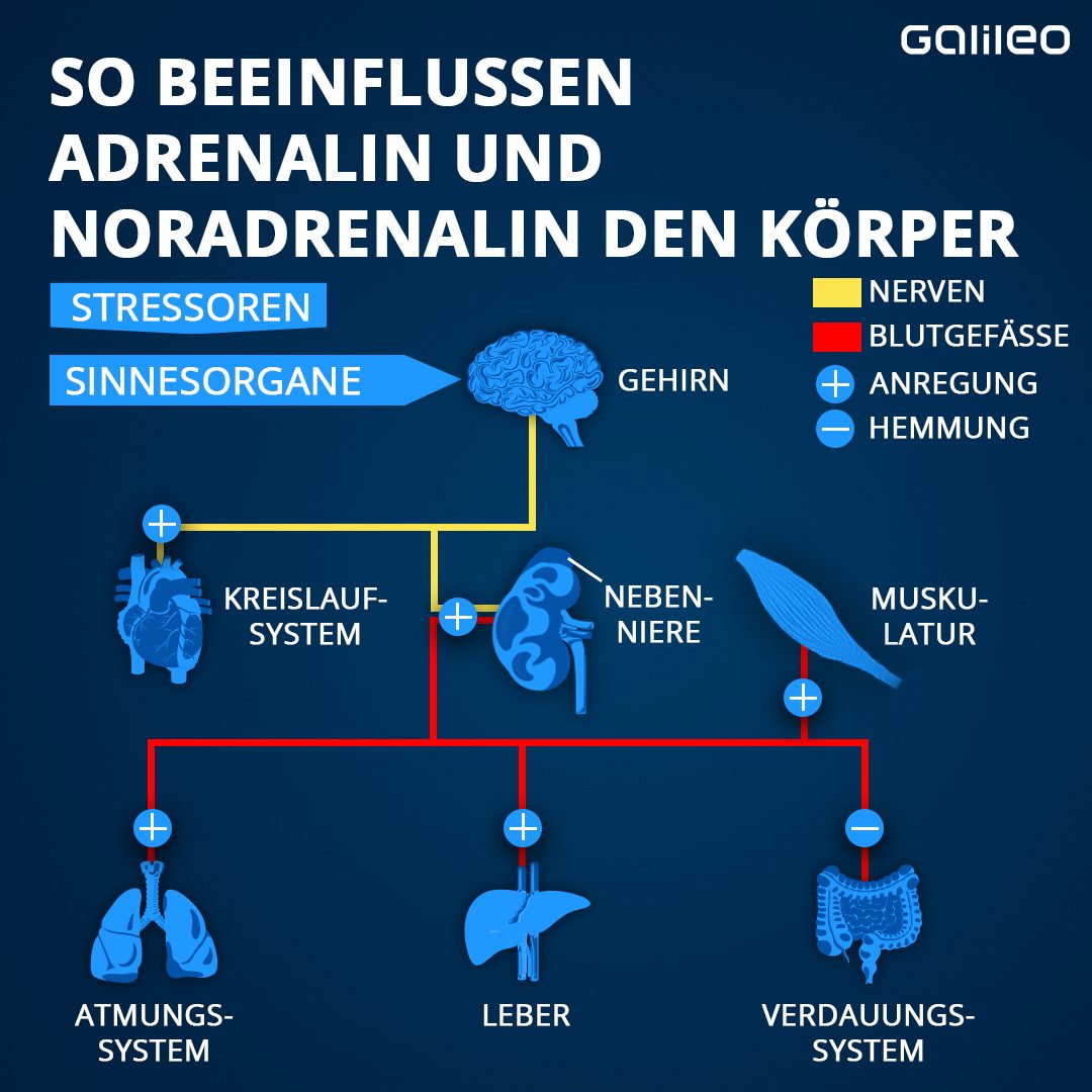 Was Passiert Bei Stress Im Körper Einfach Erklärt Stress lass nach! - WURSTEND