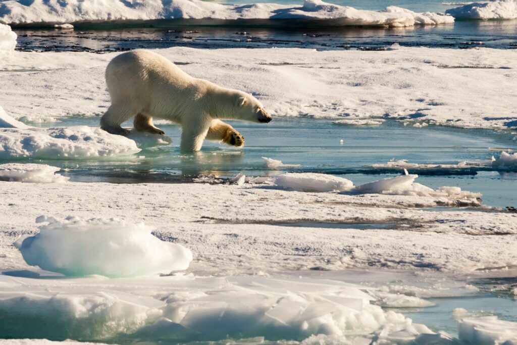 Eisbär Eisbär auf dem Meereis des Arktischen Ozeans.